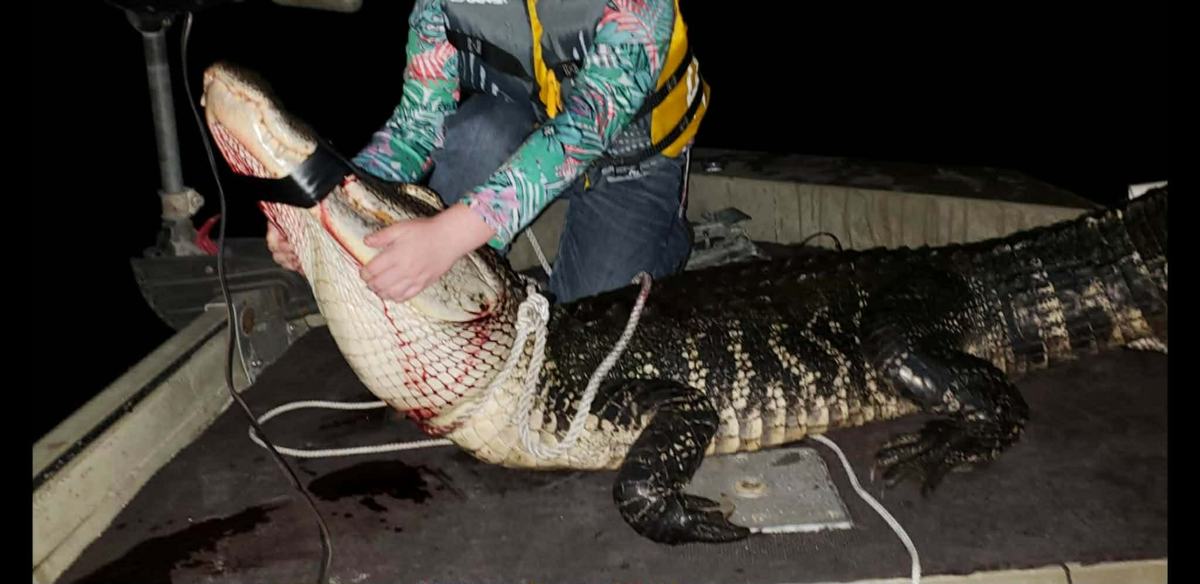 Hunter with a harvested alligator