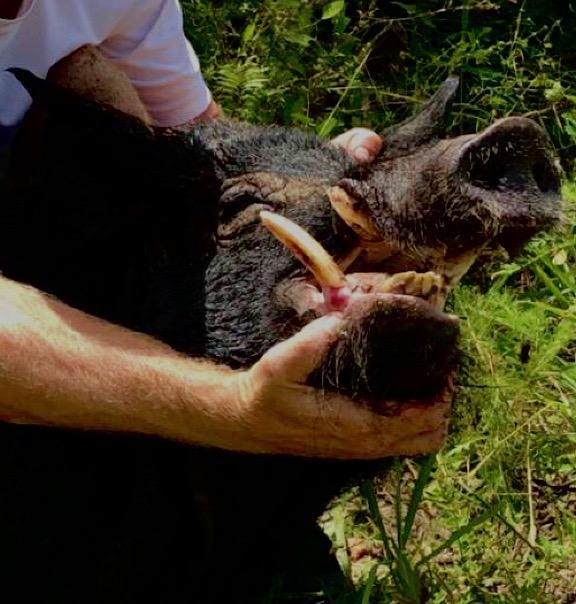 Hunter with a harvested wild hog