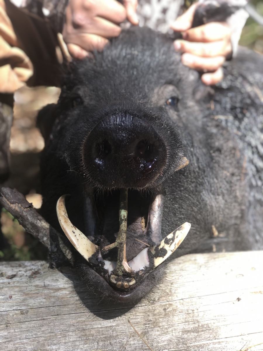 Hunter with a harvested wild hog