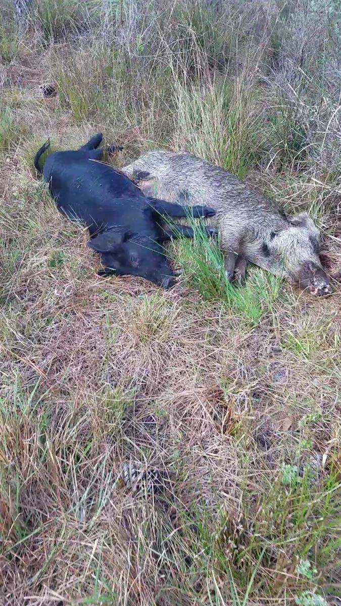 Hunter with a harvested wild hog