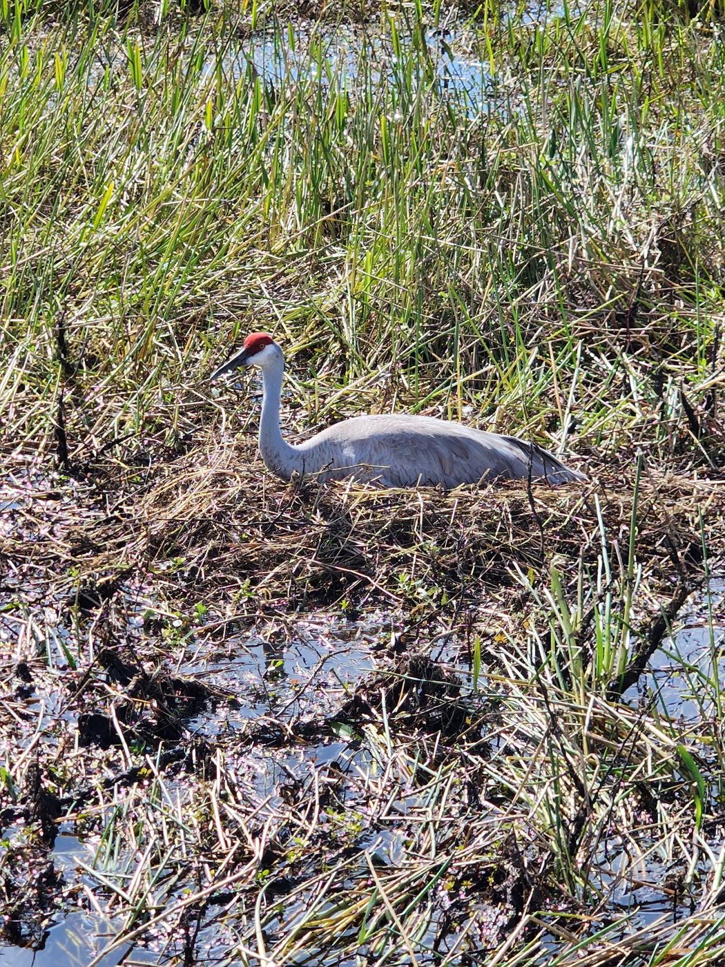 Sandhill crane standing on its nest