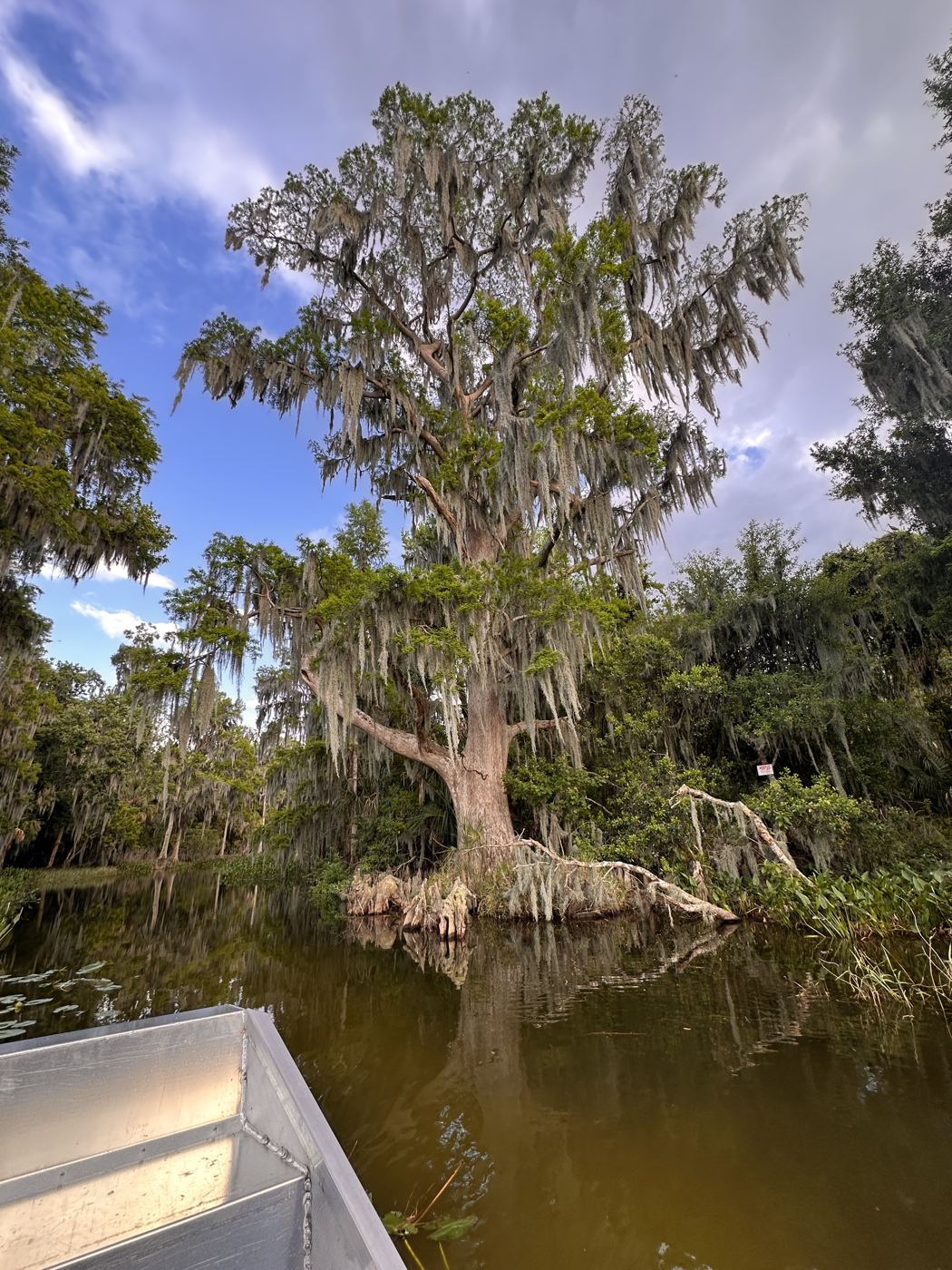 Large cypress tree draped in Spanish moss