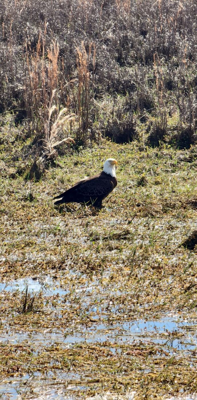 Bald eagle standing in the marsh grass