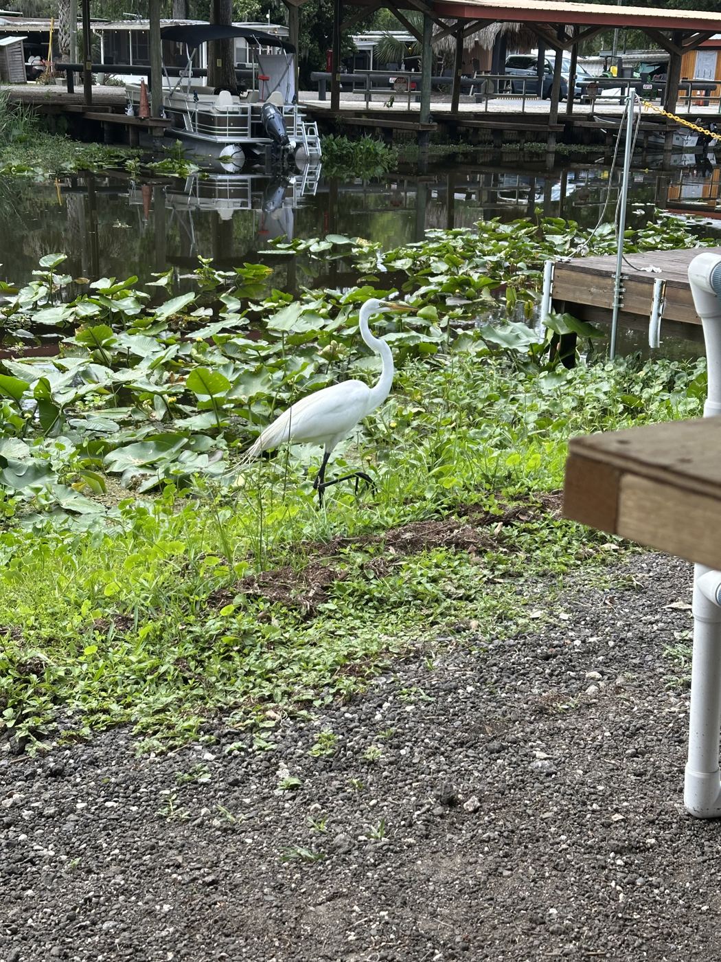 White egret beside the dock
