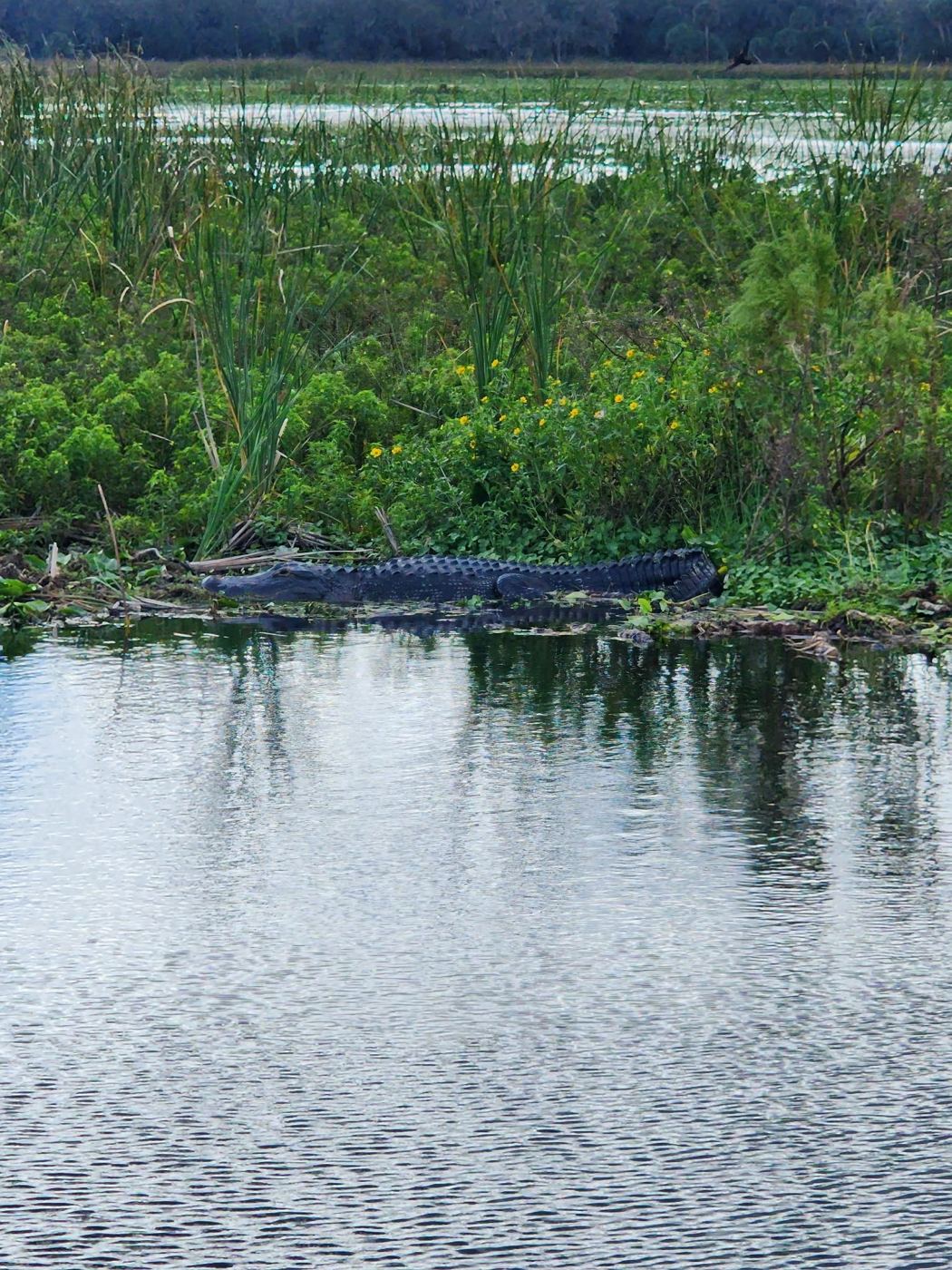 Alligator resting at the water's edge