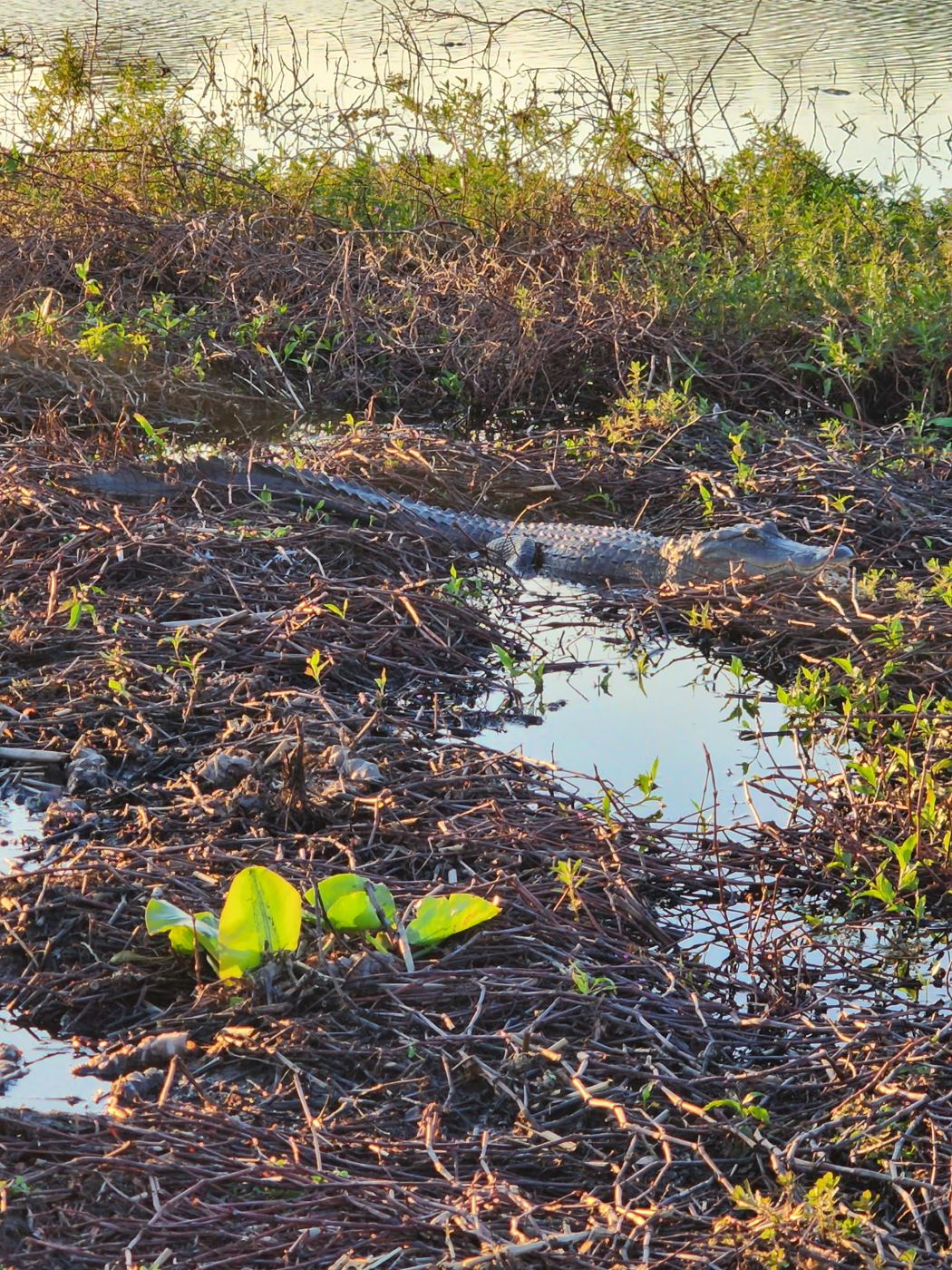 Alligator along a narrow marsh channel