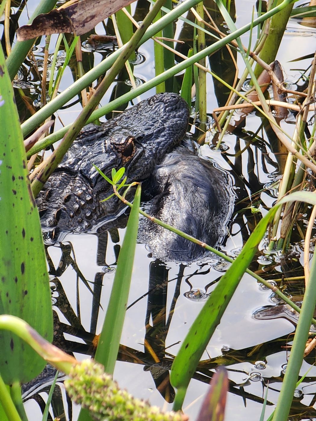 Alligator close up among green stems