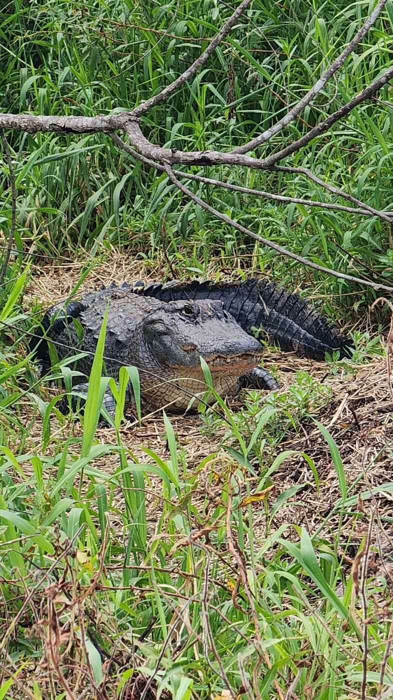 Large alligator resting in tall grass