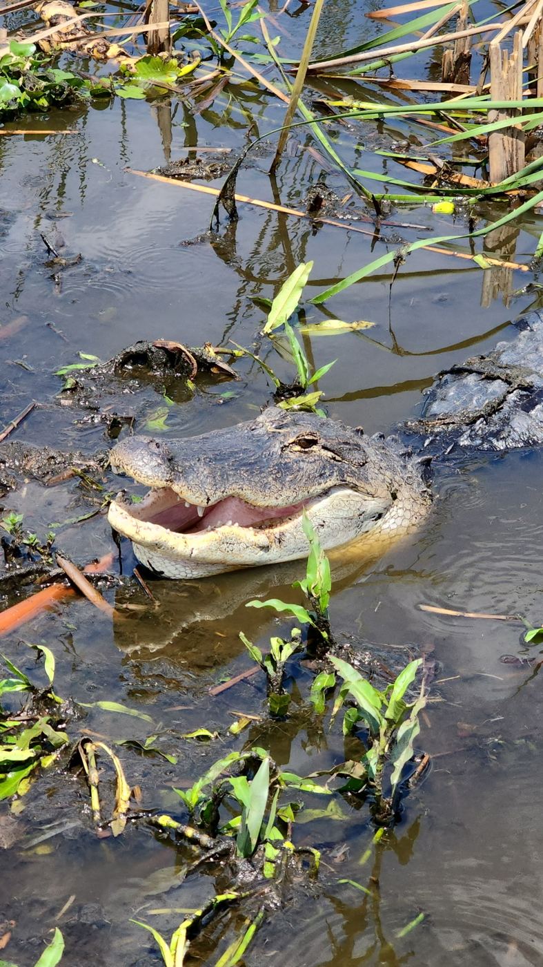 Alligator with its mouth open among water plants