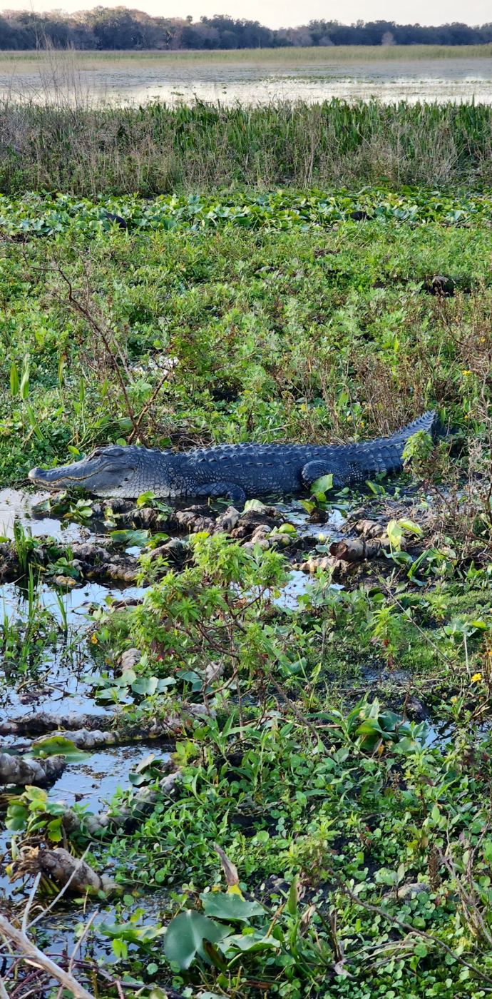 Alligator in a bed of water hyacinth