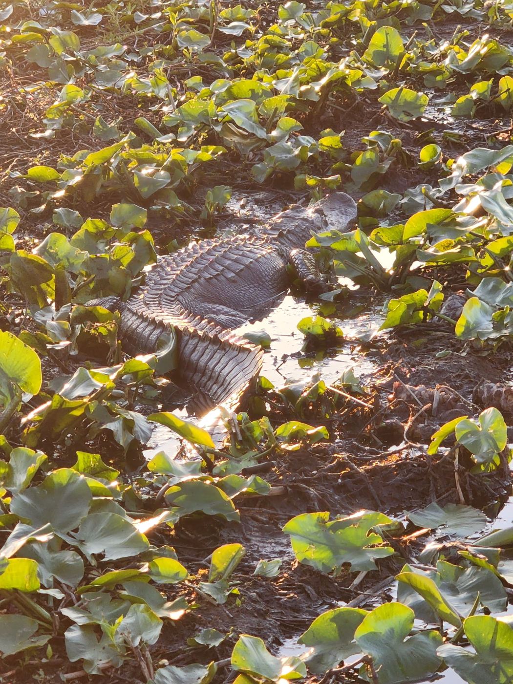 Alligator lying among lily pads