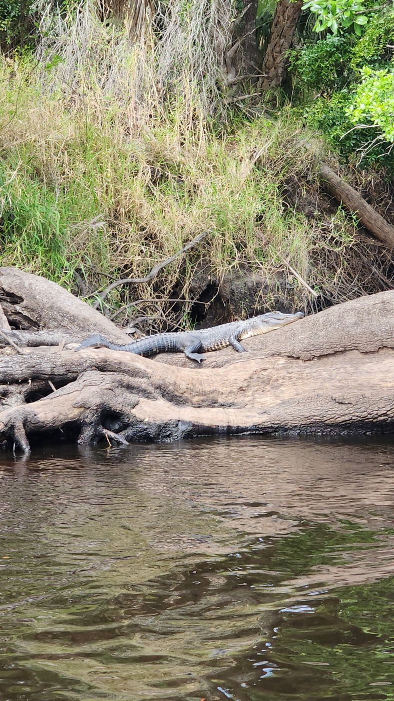 Small alligator resting on a fallen tree