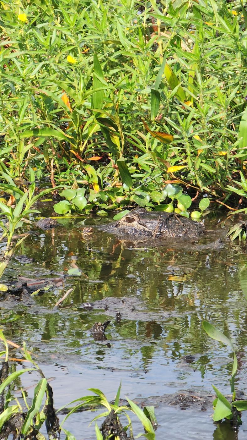 Alligator with only its head above water