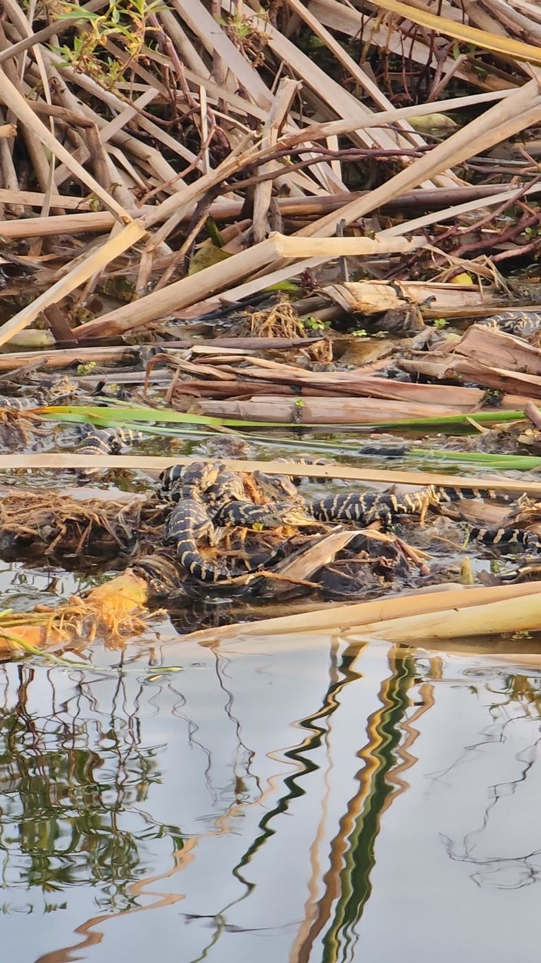 Alligator half hidden in dry reeds