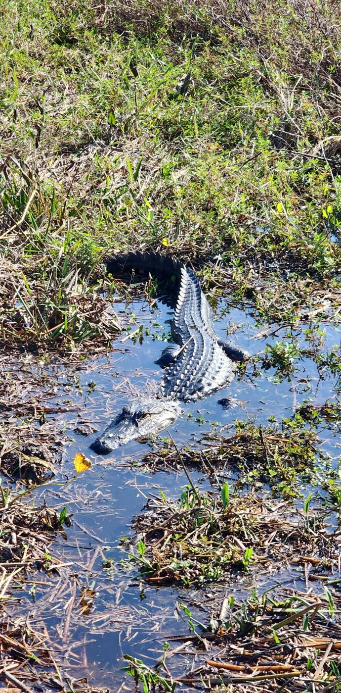 Alligator swimming through the shallows