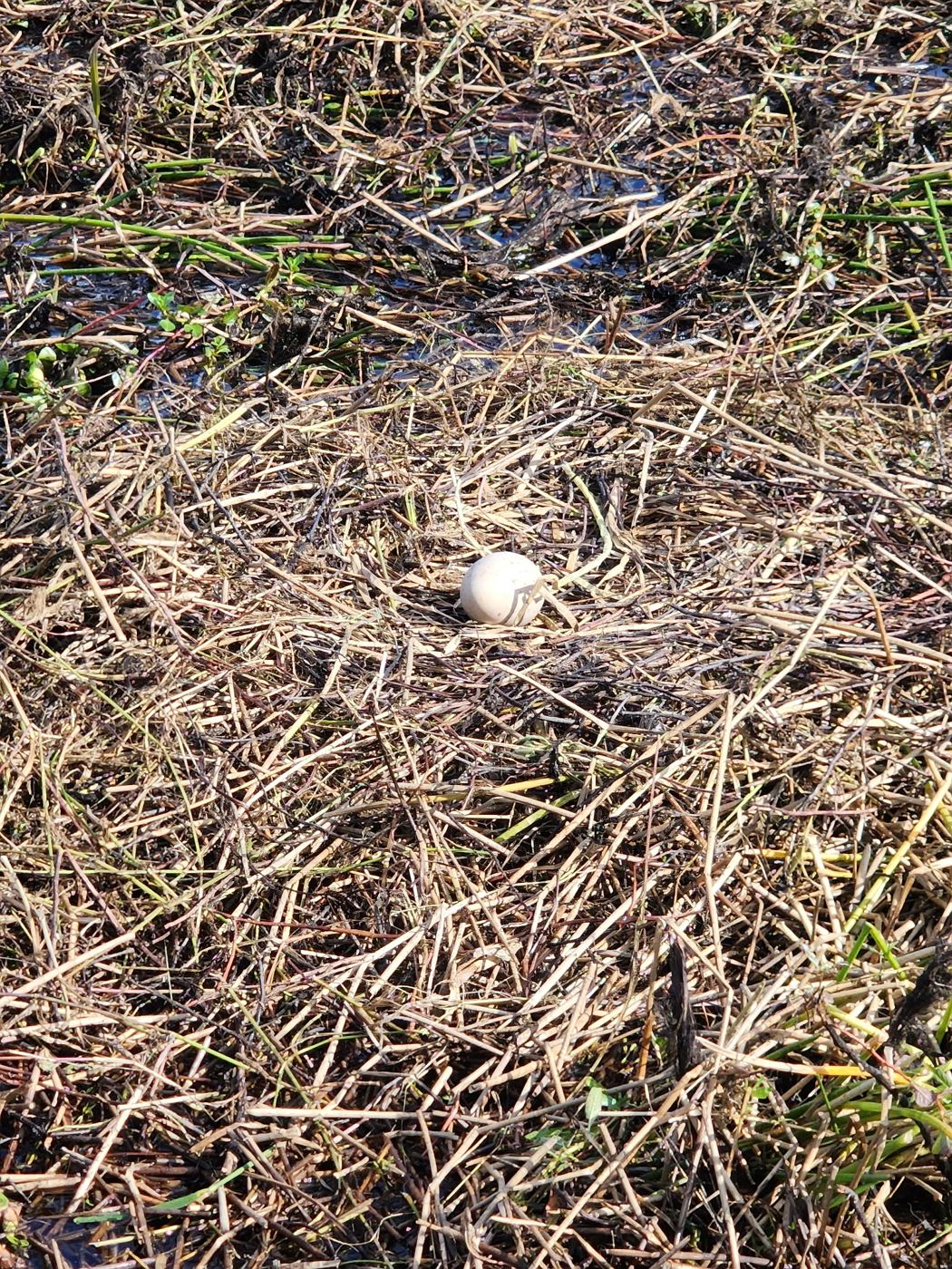 A single egg in a reed nest