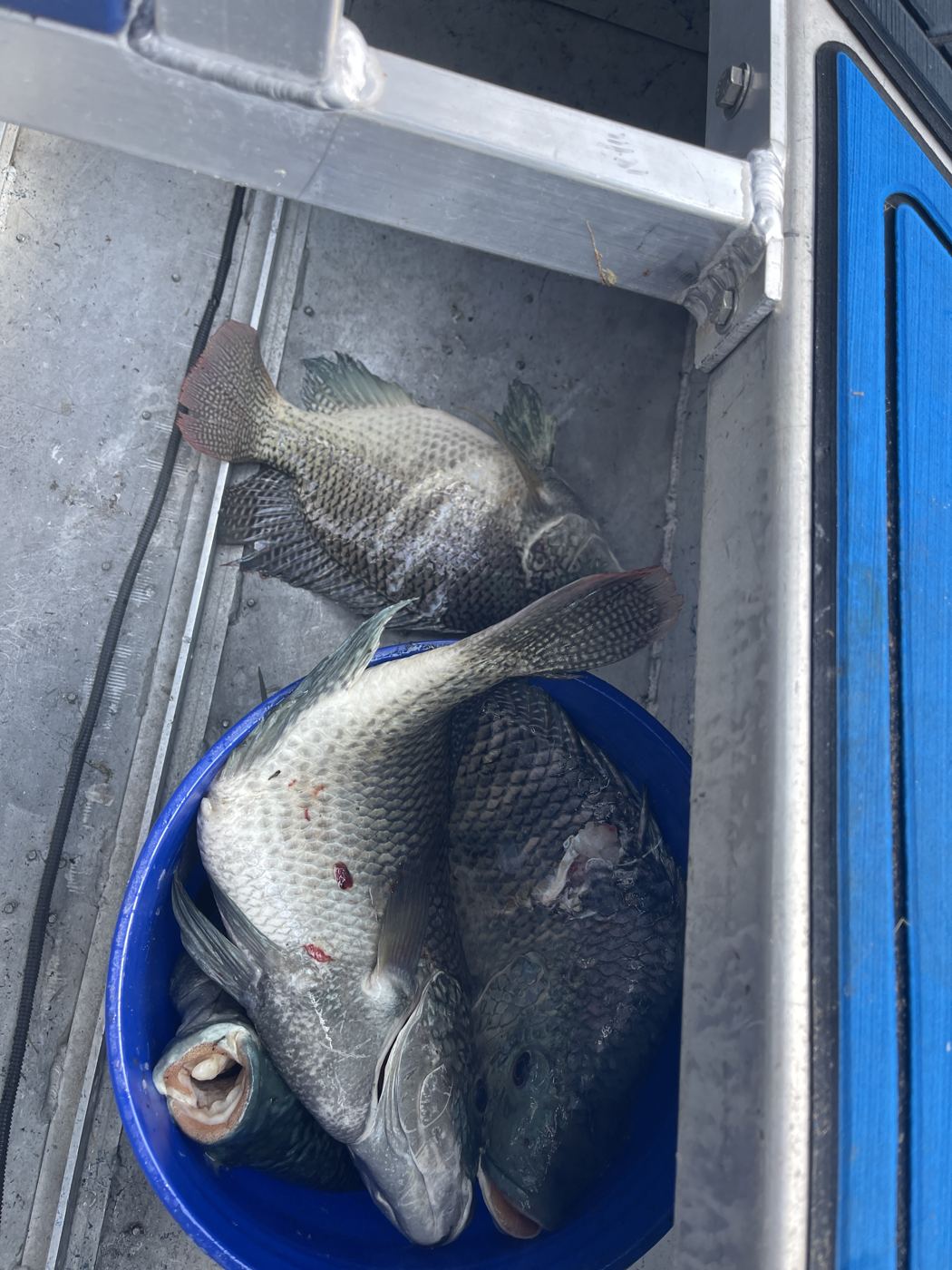 The catch