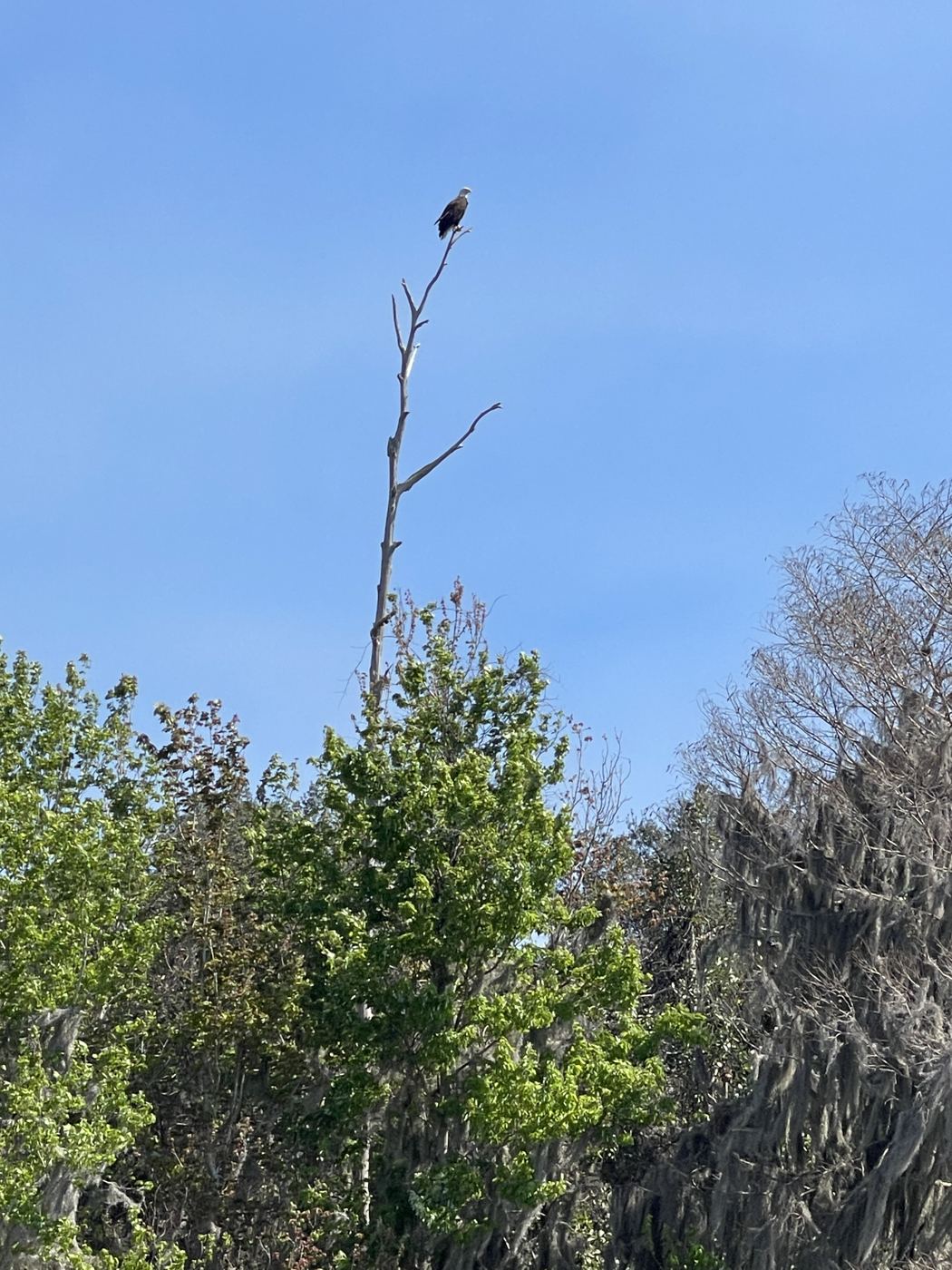 Eagle overhead