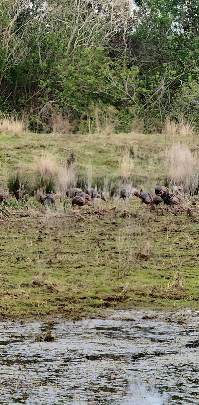 Wild hogs at the tree line