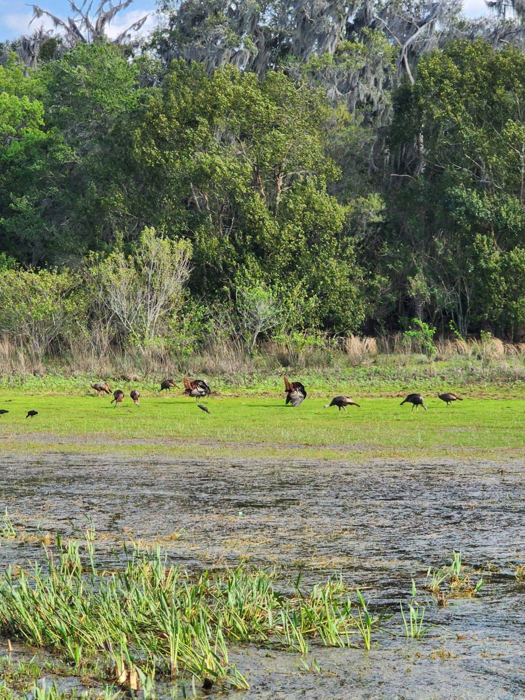 Wild turkeys