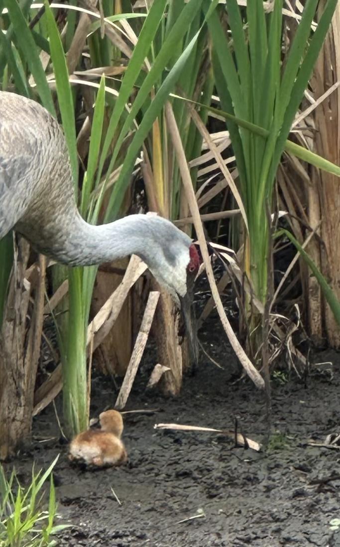 Sandhill crane with a small chick in the reeds