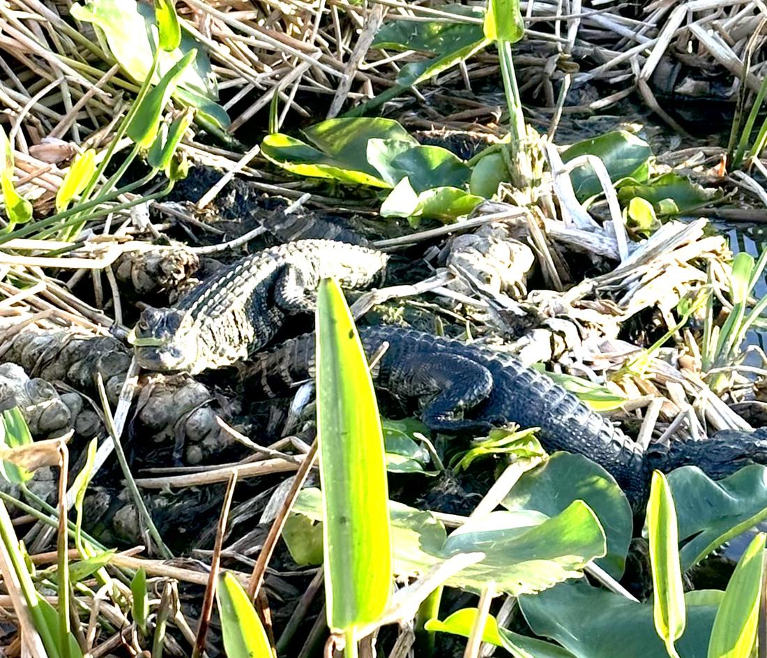 Young alligators resting among marsh plants