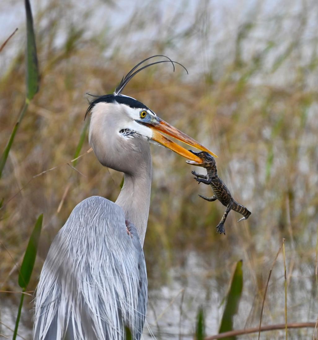 Great blue heron with a catch in its beak