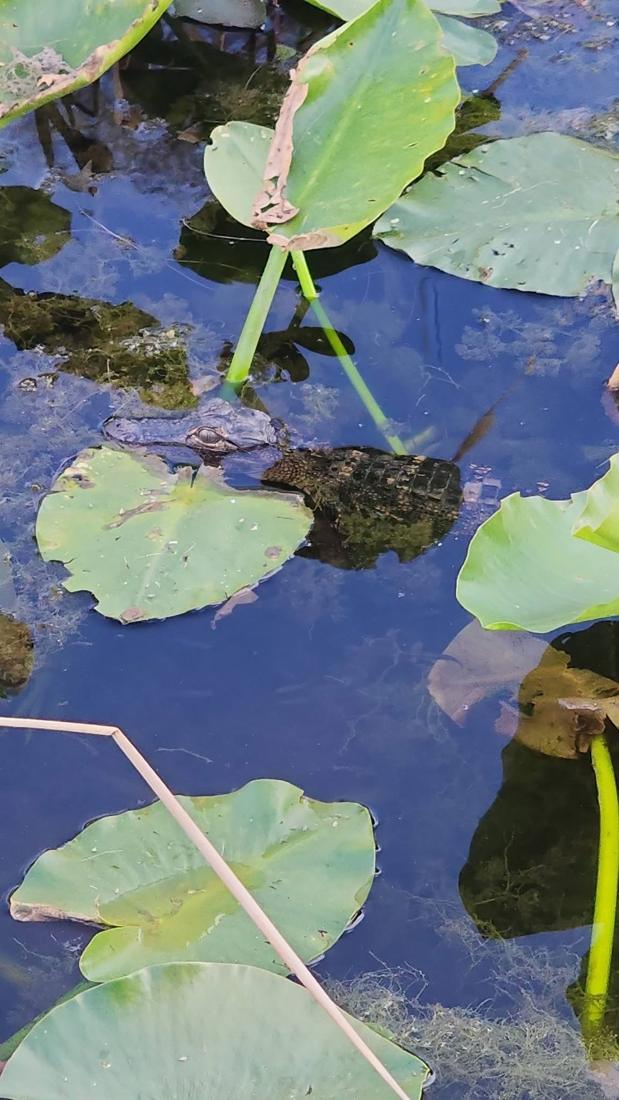 Lily pads on dark water with a small alligator hiding among them